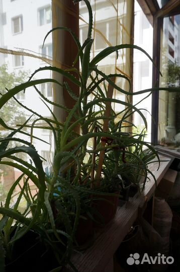 Алоэ лекарственное (3 года) И алоэ вера