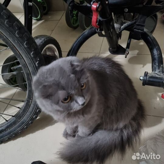 Шотландская