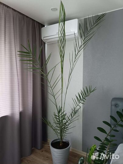 Финиковая-королевская пальма