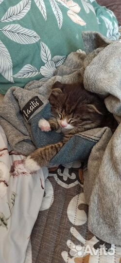 Котенок в очень добрые руки