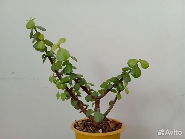 Портулакарии