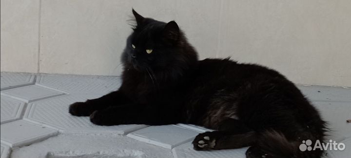 Кошка и кот