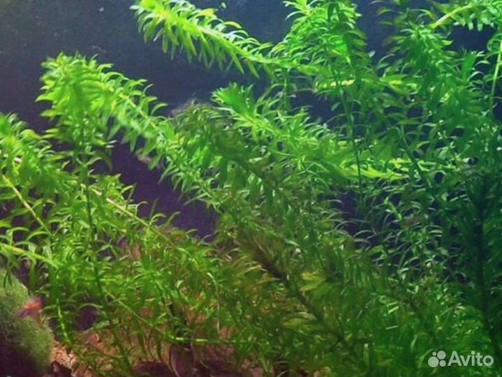 Аквариумные рыбки, растения, улитки, грунт