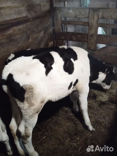 Бычки и телята