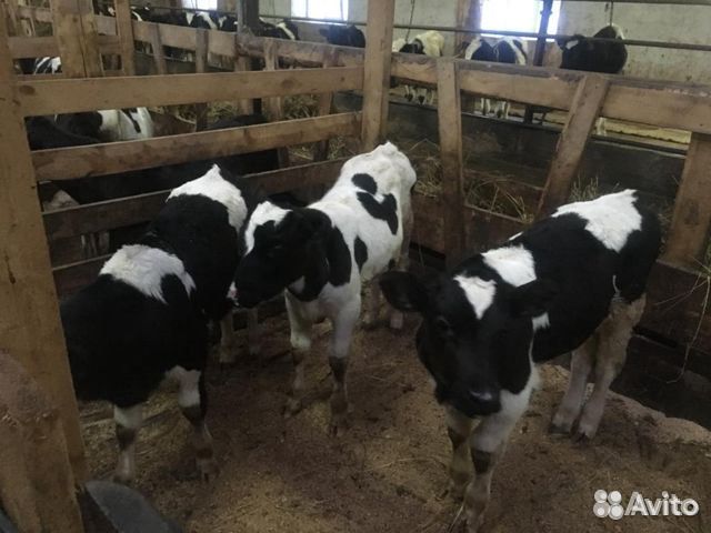 Телята бычкимясного направления С доставкой на дом