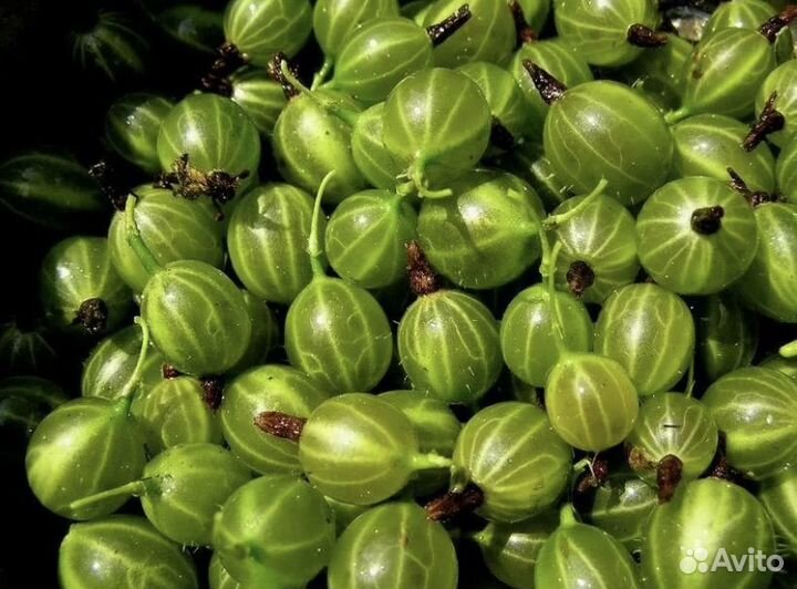 Продам ягоды