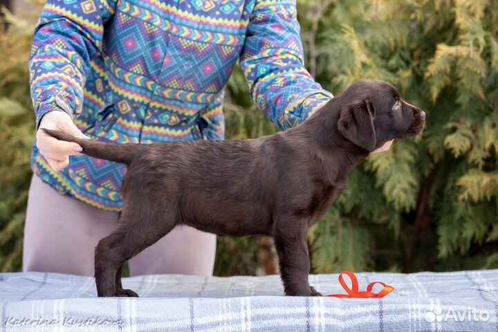 Щенки лабрадора