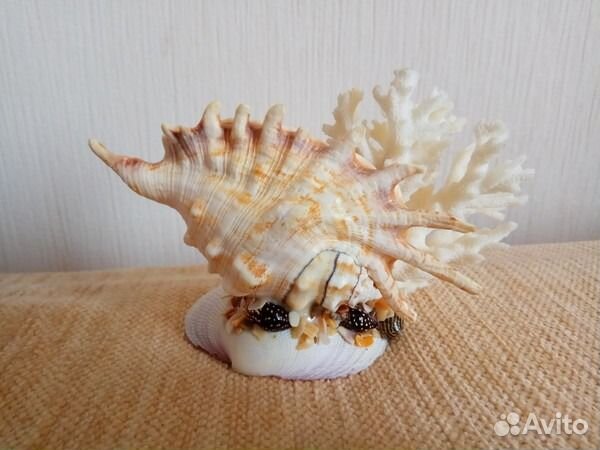 Морской Коралл с ракушками, Краб на камне