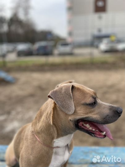 Питбуль в добрые руки