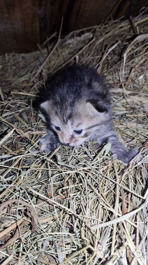 Котята бесплатно