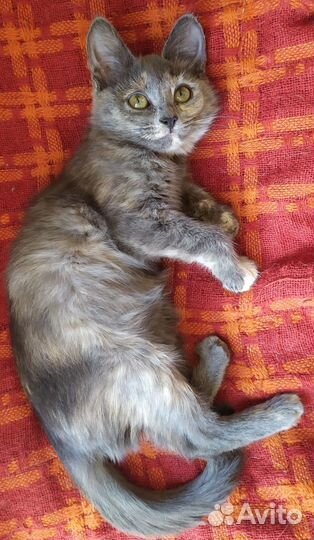 Котенок Пылинка