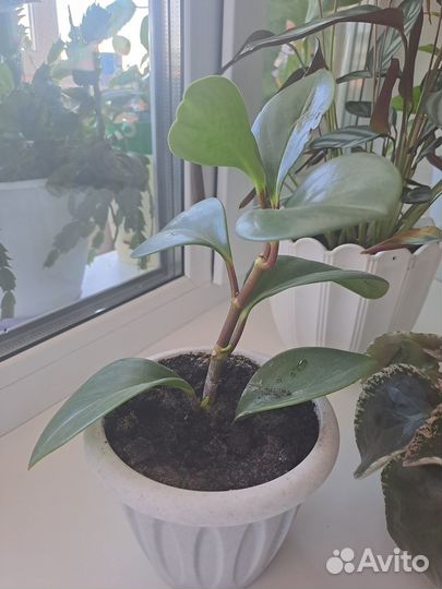 Продам пипиромию