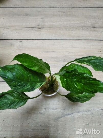 Спатифиллум