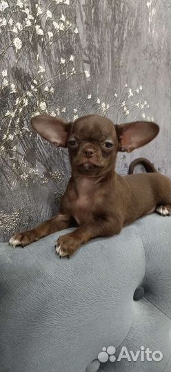 Чихуахуа девочка с документами РКФ