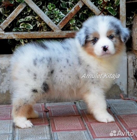 Австралийская овчарка, щенки