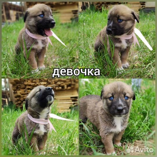 Отдам бесплатно