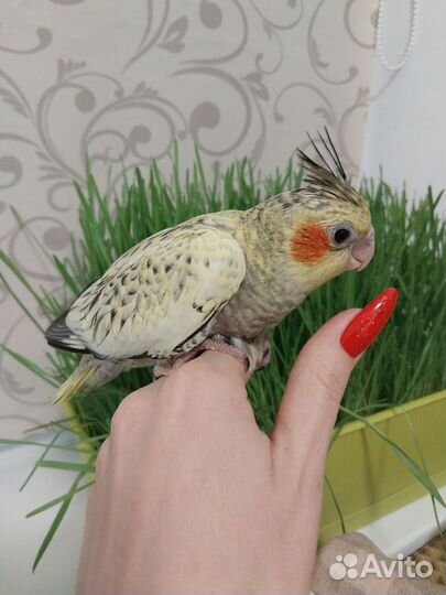 Попугай корелла