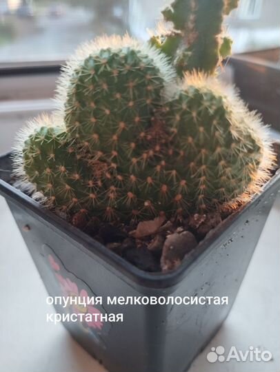 Кактус