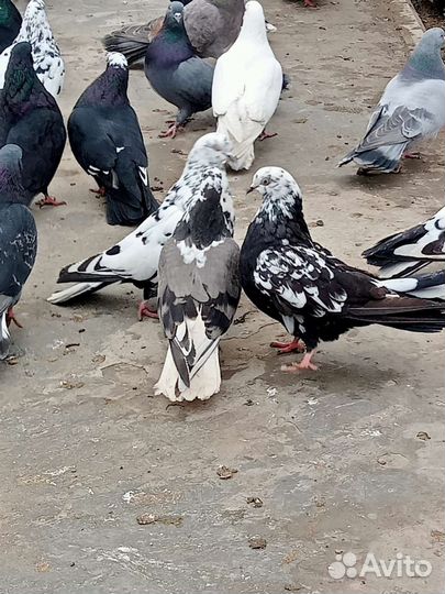 Продажа голубей