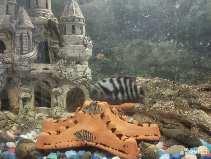 Аквариумные рыбки