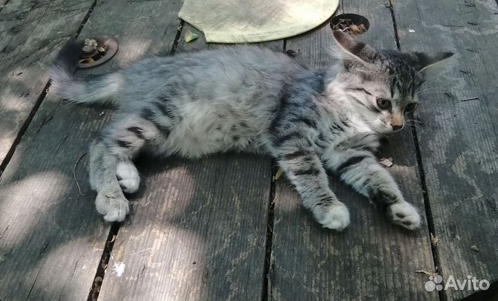 Котенок в добрые руки