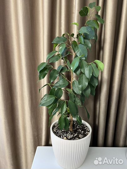 Фикус эльдорадо