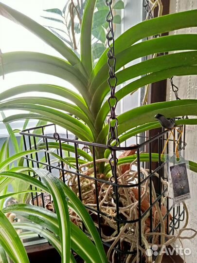 Орхидея Ванда