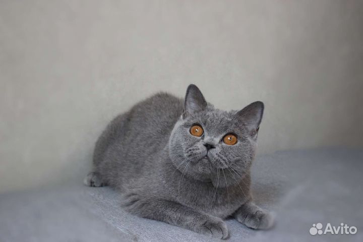 Британская