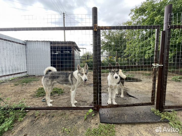 Вязка Западно сибирская лайка