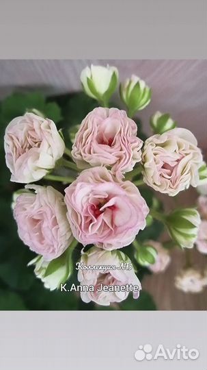 Пеларгония герань