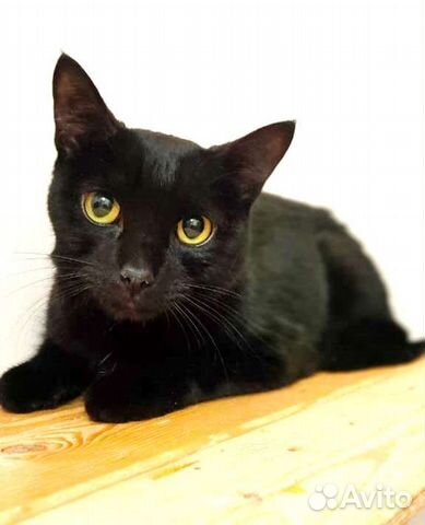 Чёрный Багир успел спастись