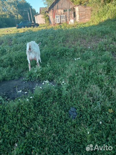 Козы дойная