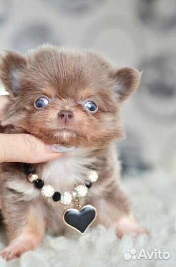 Лиловый мальчик мишка д/ш