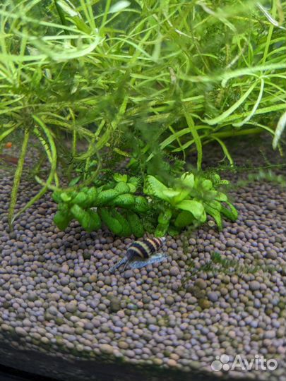 Улитка хелена