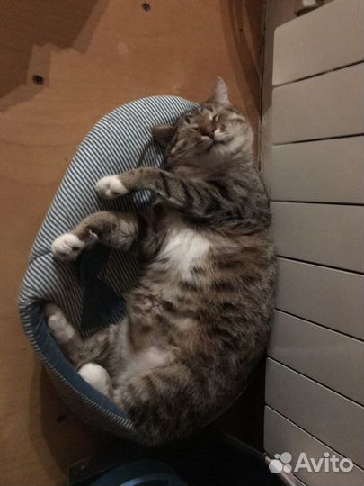 Кот Москвич Пират необыкновенный