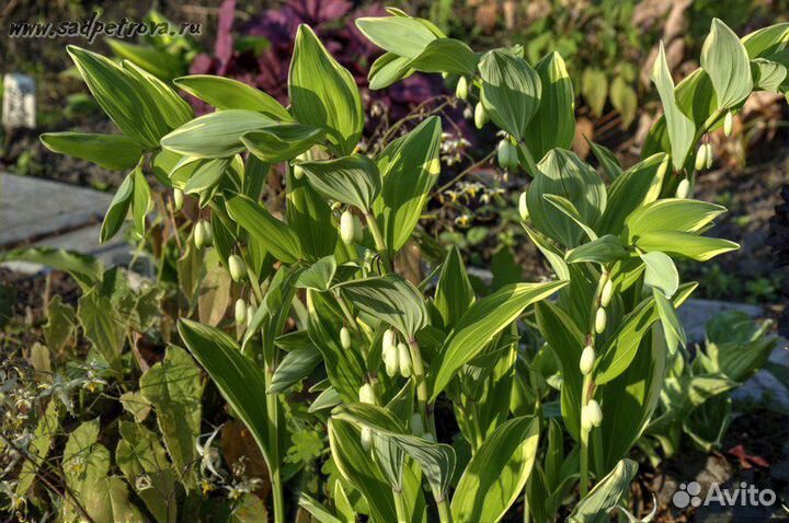 Купена.Многолетник для тенистых мест