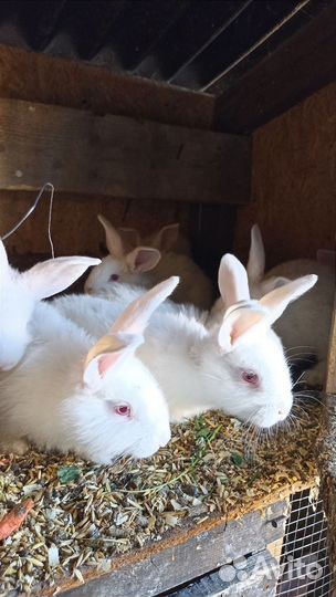 Продажа кроликов