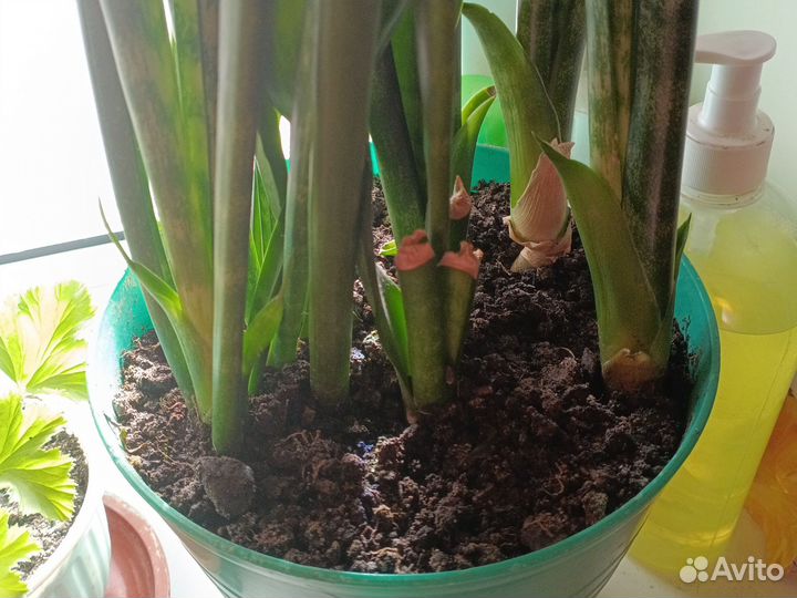 Сансевиерия щучий хвост