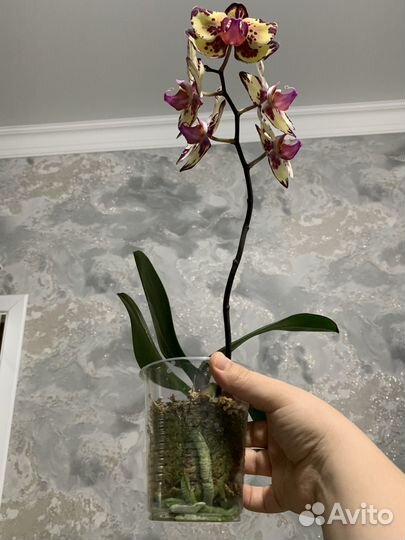 Орхидея фаленопсис
