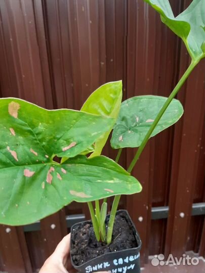 Сингониумы