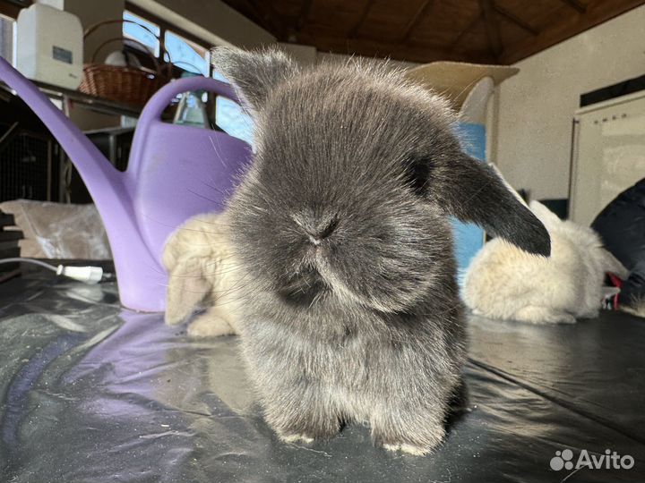 Карликовая декоративная девочка породы Минилоп