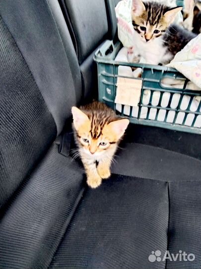 Котята в добрые руки
