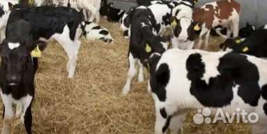 Телята бычки