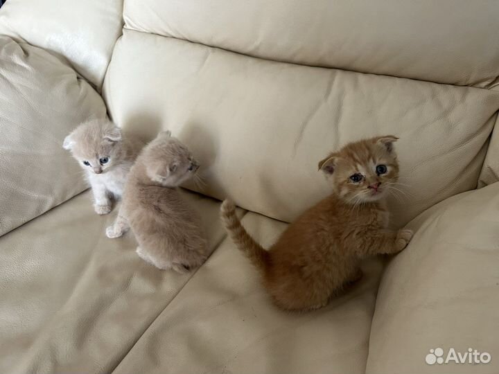 Котята британцы
