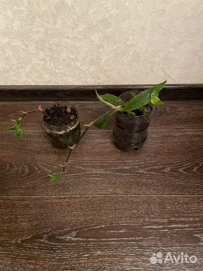 Цветок золотой ус