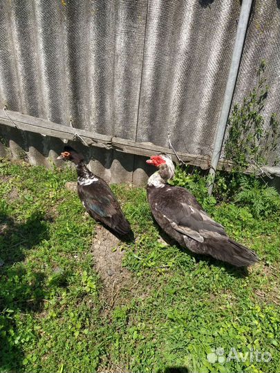 Мускусные утки