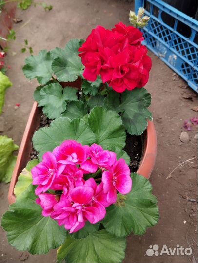 Пеларгония