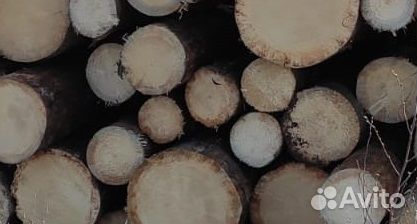 Лес кругляк сухостой