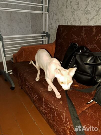 Отдам кота сфинкса в добрые руки
