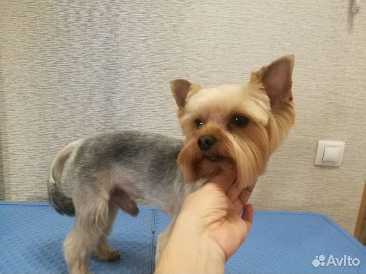 Стрижка кошек и собак